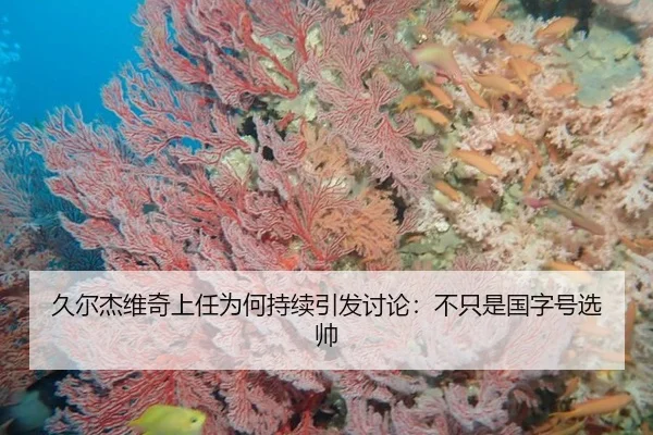 久尔杰维奇上任为何持续引发讨论：不只是国字号选帅